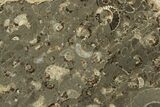 Polished Ammonite (Promicroceras) Slab - Marston Magna Marble #211332-1